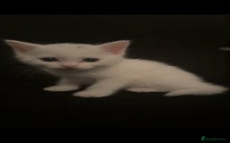 Domestic Shorthair cats for sale: BEAUTIFUL SHORTHAIR KITTENS 🌸 (8 WEEK) - Image 2