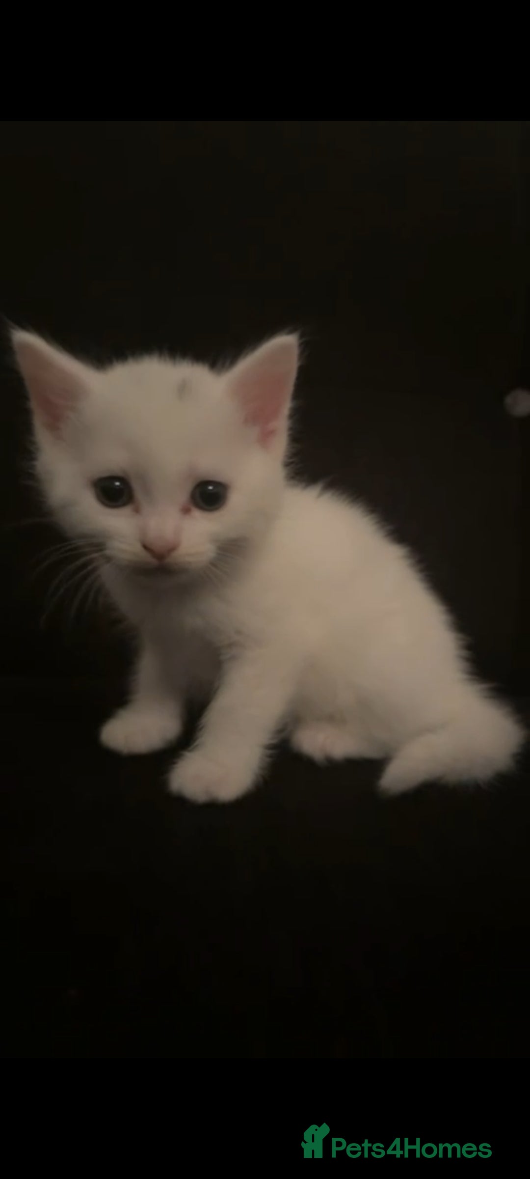 Domestic Shorthair cats for sale: BEAUTIFUL SHORTHAIR KITTENS 🌸 (8 WEEK) - Image 2