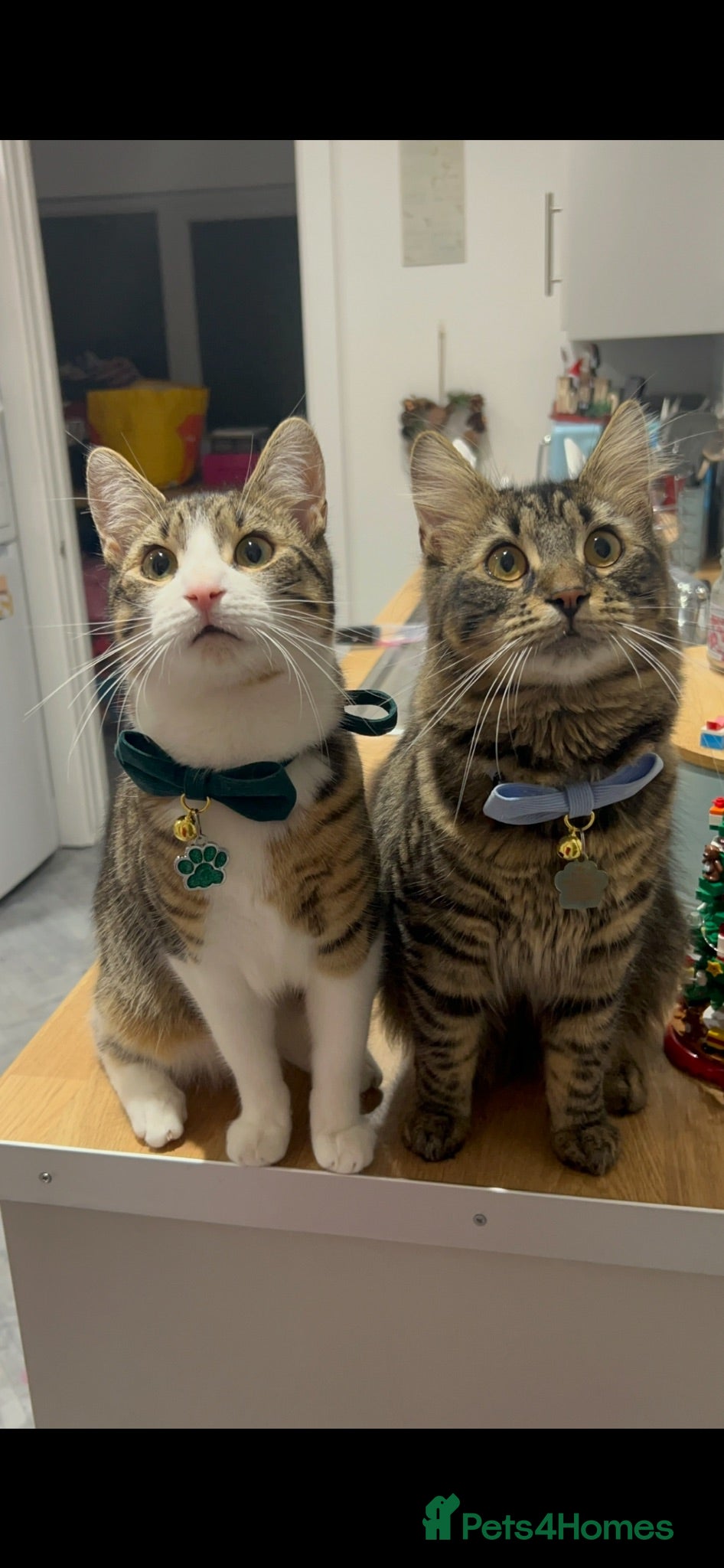 Mixed Breed cats Two brother cats  - Advert 3