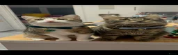 Mixed Breed cats for sale: Two brother cats  in Tredegar - Advert 1