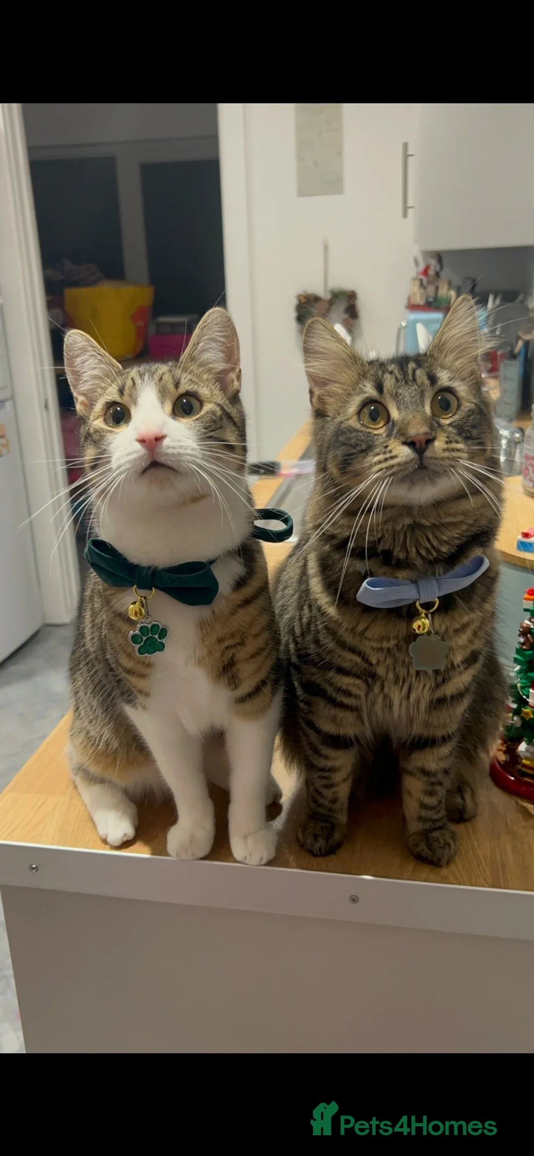 Mixed Breed cats for sale: Two brother cats  in Tredegar - Advert 1