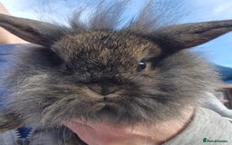 Mini Lion Lop rabbits for sale: Lion lops 7 available  - Image 2