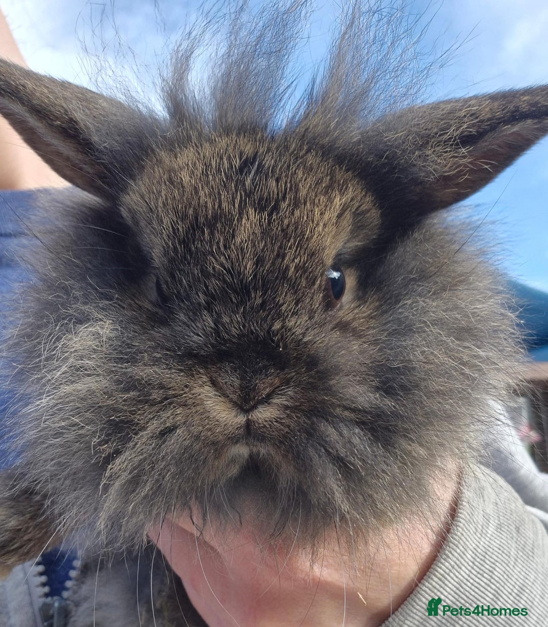 Mini Lion Lop rabbits for sale: Lion lops 7 available  - Image 2