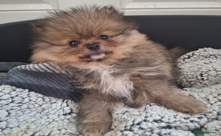 Pomeranian dogs - Advert 3