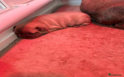 French Bulldog dogs for sale: 4 Beautiful Girl Frenchie's  - Image 23