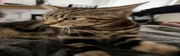 Mixed Breed cats for sale: One boys cat for sale  - Advert 3