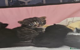 Mixed Breed cats for sale: Kittens - Image 4