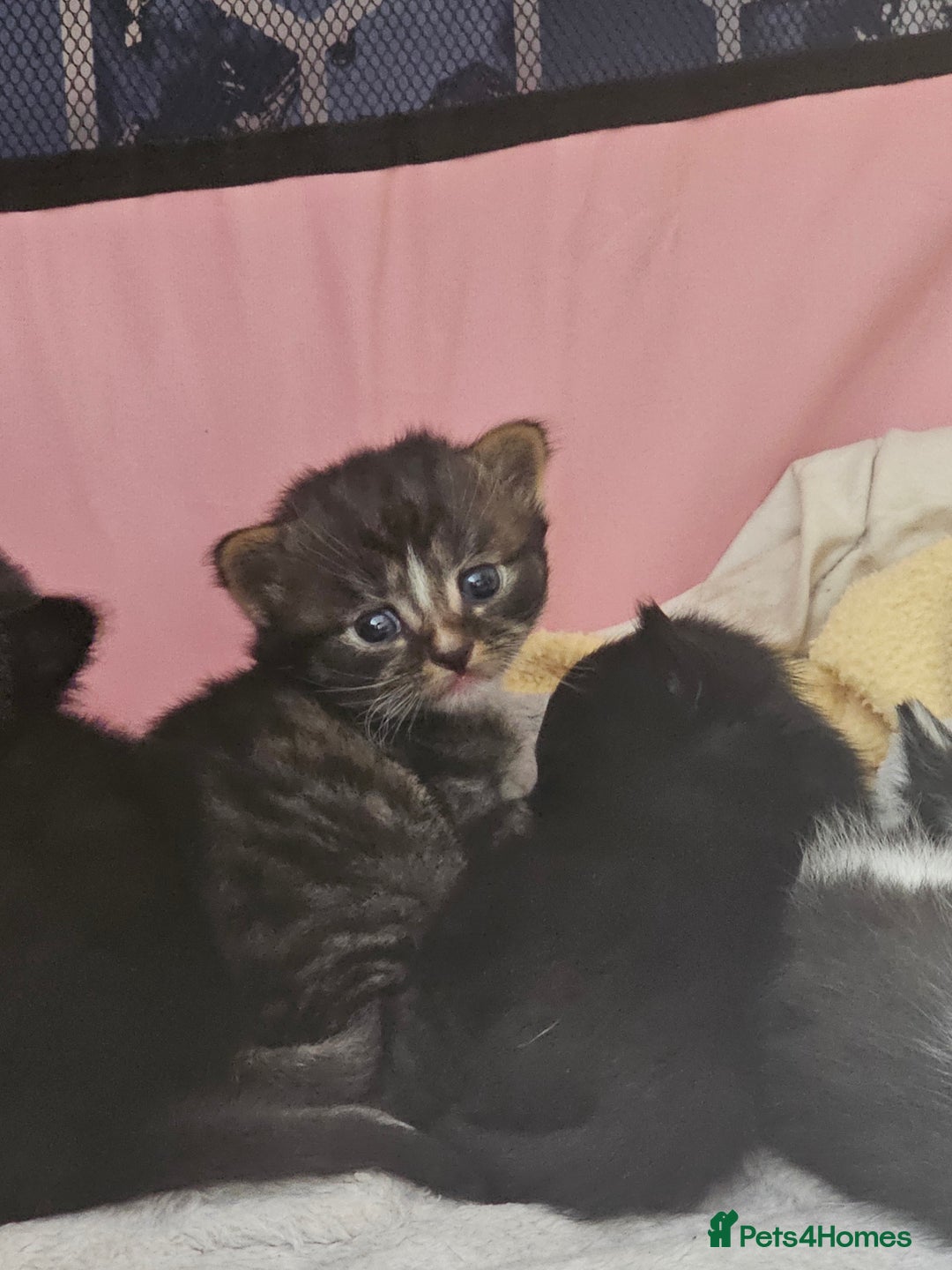 Mixed Breed cats for sale: Kittens - Image 4