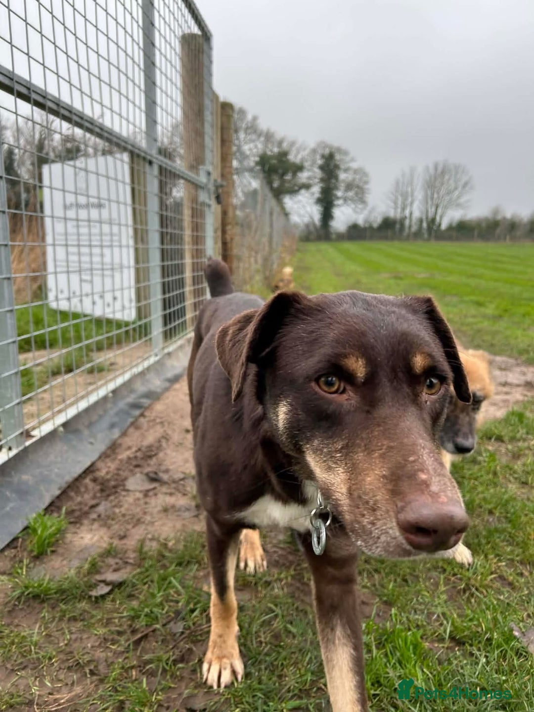 Mixed Breed dogs for adoption: Dobby - Norwich Norfolk  - Advert 2