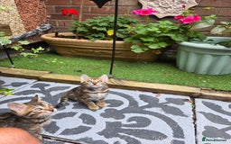 Bengal cats for sale: ✨ Bengal Kittens Looking for Loving Homes ✨ - Image 17