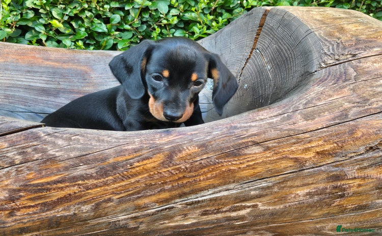 Miniature Dachshund dogs - Advert 3
