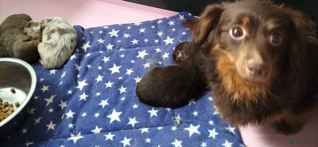 Mixed Breed dogs for sale:  Long haired Dachshund x - Image 8