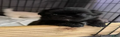Shih Tzu 4