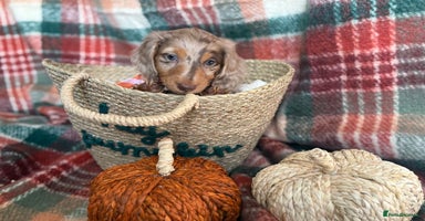 Miniature Dachshund dogs - Advert 1