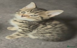 Mixed Breed cats for sale: Grey tabby & black kittens - Image 12