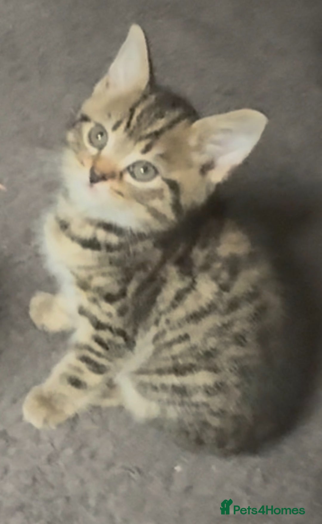 Mixed Breed cats for sale: Grey tabby & black kittens - Image 12