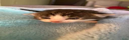 Mixed Breed cats for sale: Beautiful fluffy kittens in Pwllheli - Advert 3