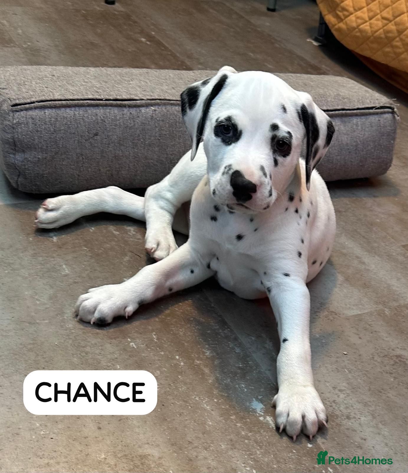 Dalmatian dogs KC Reg Dalmatian Puppies Black & Liver  - Advert 1