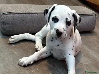 Dalmatian dogs KC Reg Dalmatian Puppies Black & Liver - Advert 13