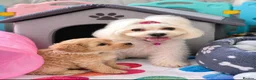 Maltipoo dogs for sale: Beautiful F1 Maltipoo Puppies  - Advert 9