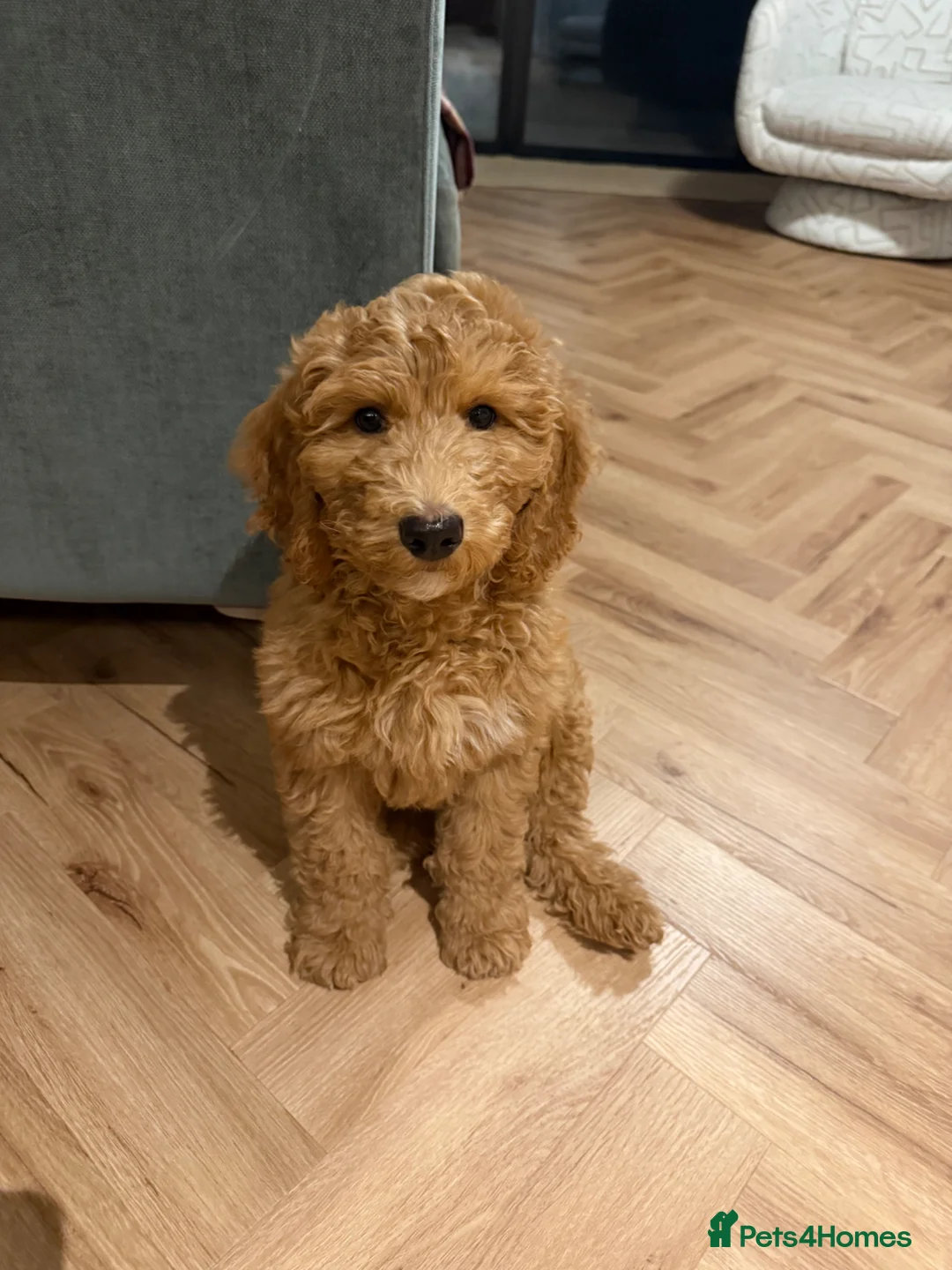 Cockapoo dogs for sale: 12 week old cockapoo  - Advert 1