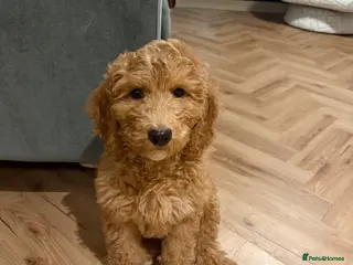 Cockapoo dogs 12 week old cockapoo - Advert 1