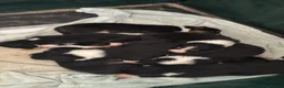 Border Collie dogs for sale: Collie babies - Advert 8