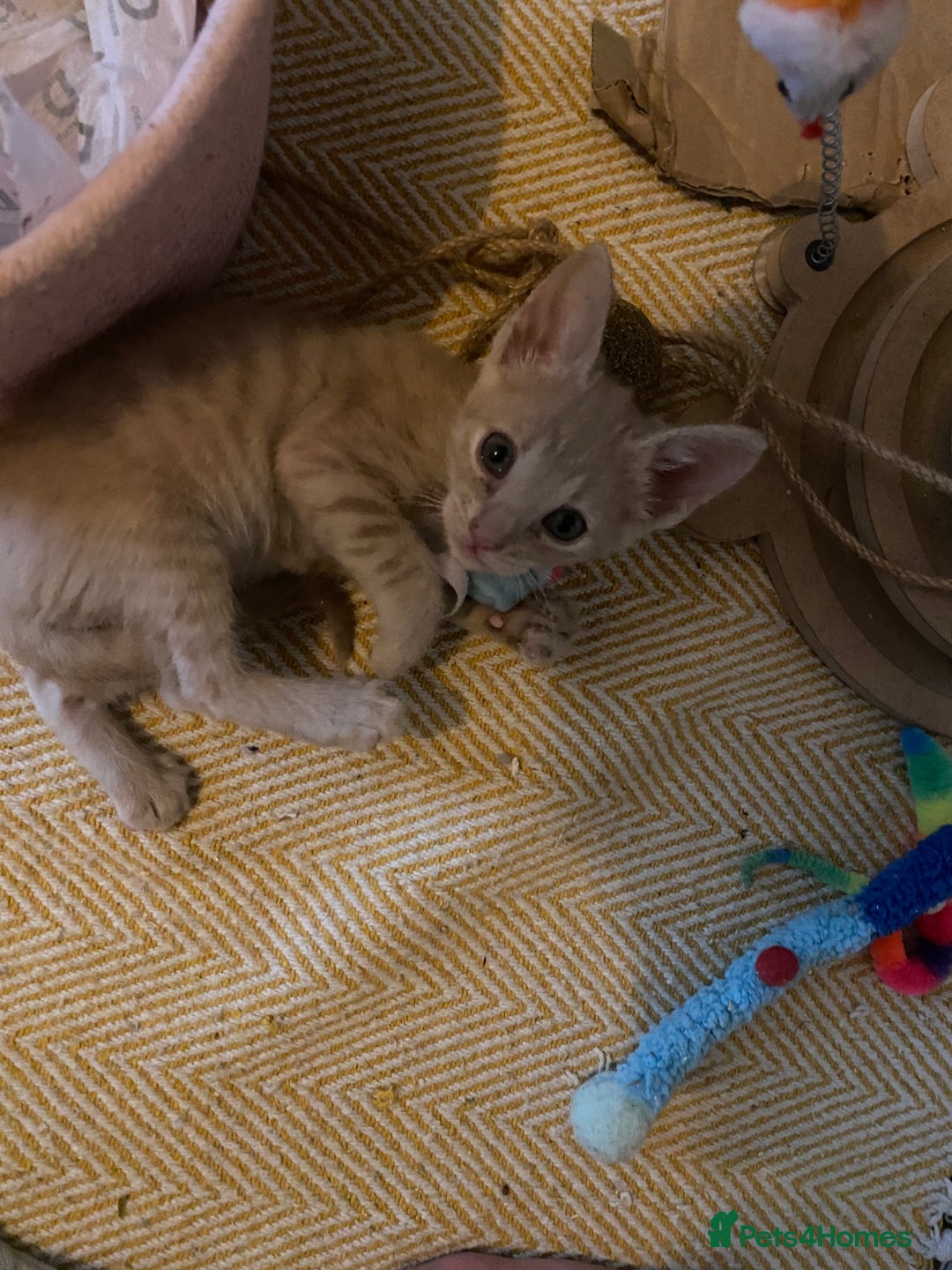 Mixed Breed cats for sale: Last little boy looking for forever home - Advert 12