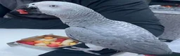 Parrots birds for sale: Highly Intelligent African Grey Parrots Available in Edinburgh - Advert 1
