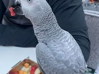 Parrots birds Highly Intelligent African Grey Parrots Available - Advert 1