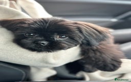 Shih Tzu dogs for stud: Pure breed Shih tzu Stud  - Image 2