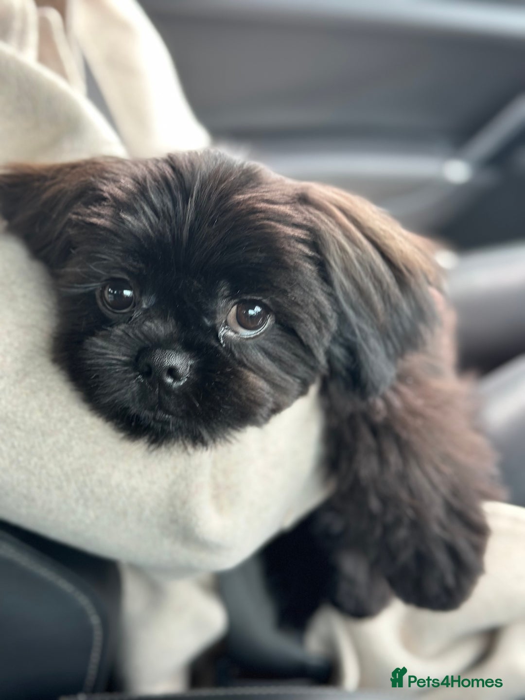 Shih Tzu dogs for stud: Pure breed Shih tzu Stud  - Image 2