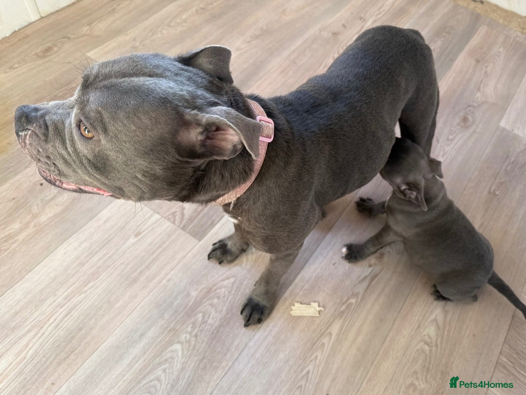 Staffordshire Bull Terrier dogs Blue Staffordshire bull terrier puppies kc  - Advert 3