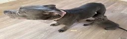 Staffordshire Bull Terrier dogs for sale: Blue Staffordshire bull terrier puppies kc  - Advert 1