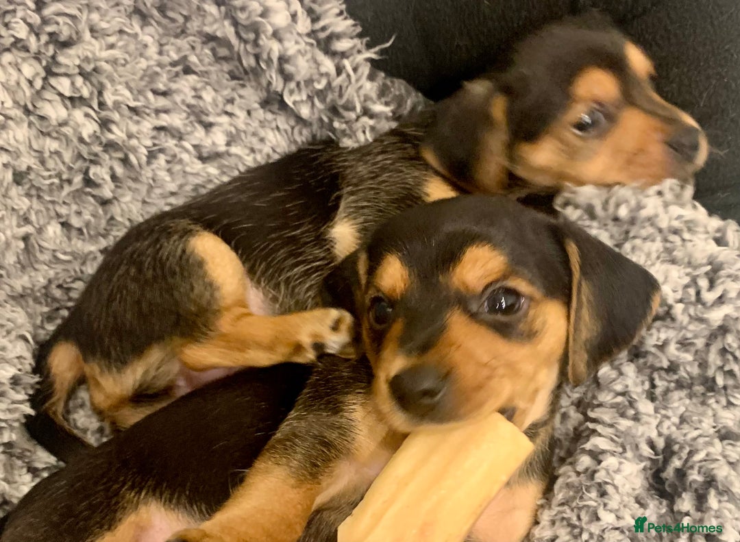 Mixed Breed dogs for sale: Miniature Dacshund/Miniature Yorkie ❤️❤️❤️ - Image 7