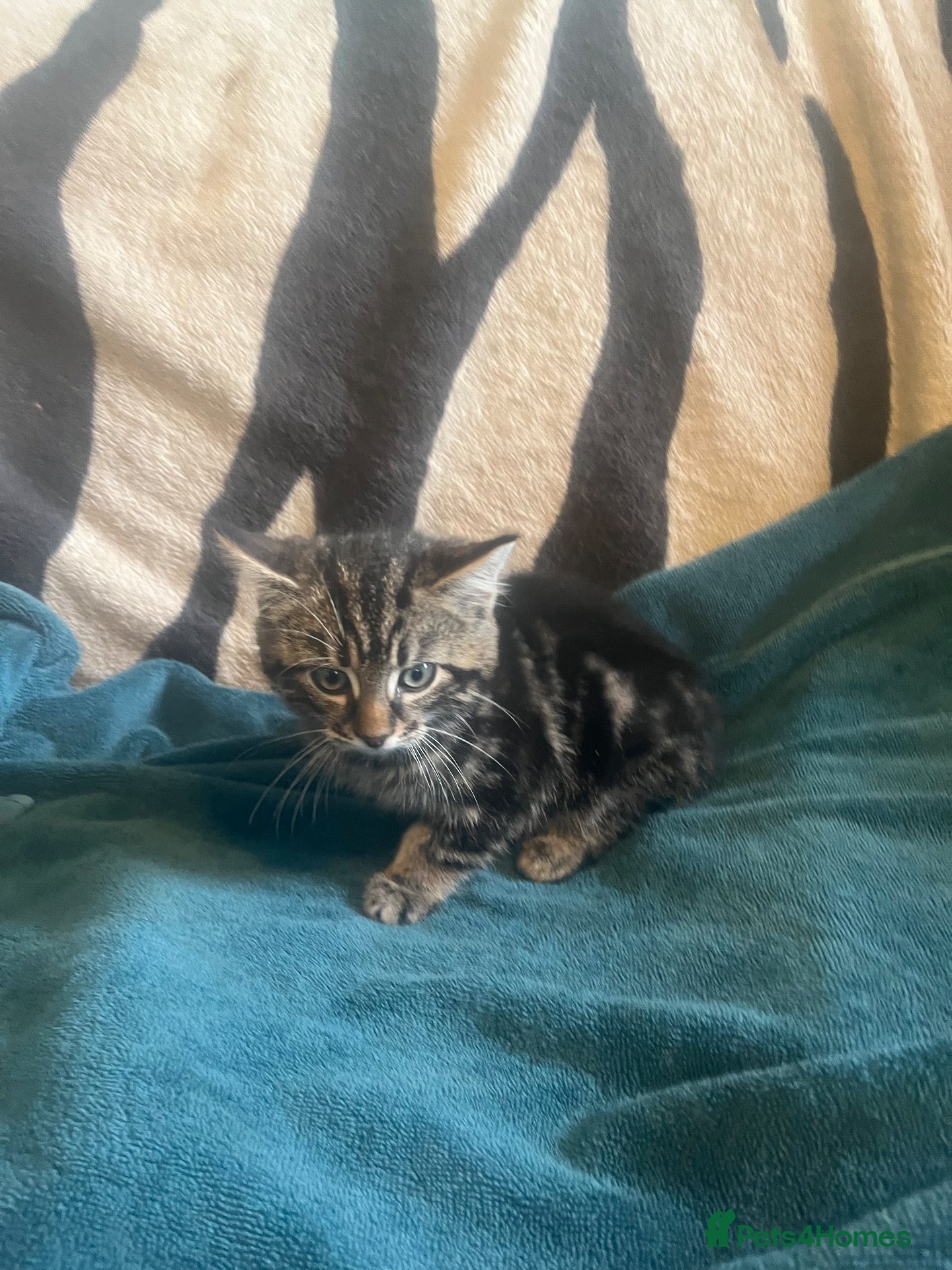 Mixed Breed cats Kittens looking for their forever homes  - Advert 2