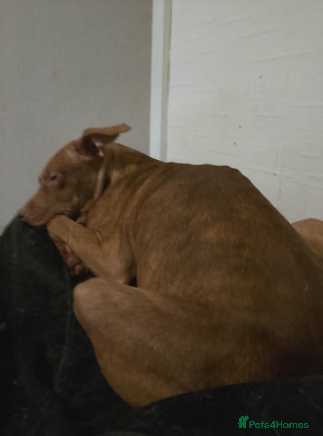 American Bull Staffy dogs for sale: Ava American bull staffy - Advert 2