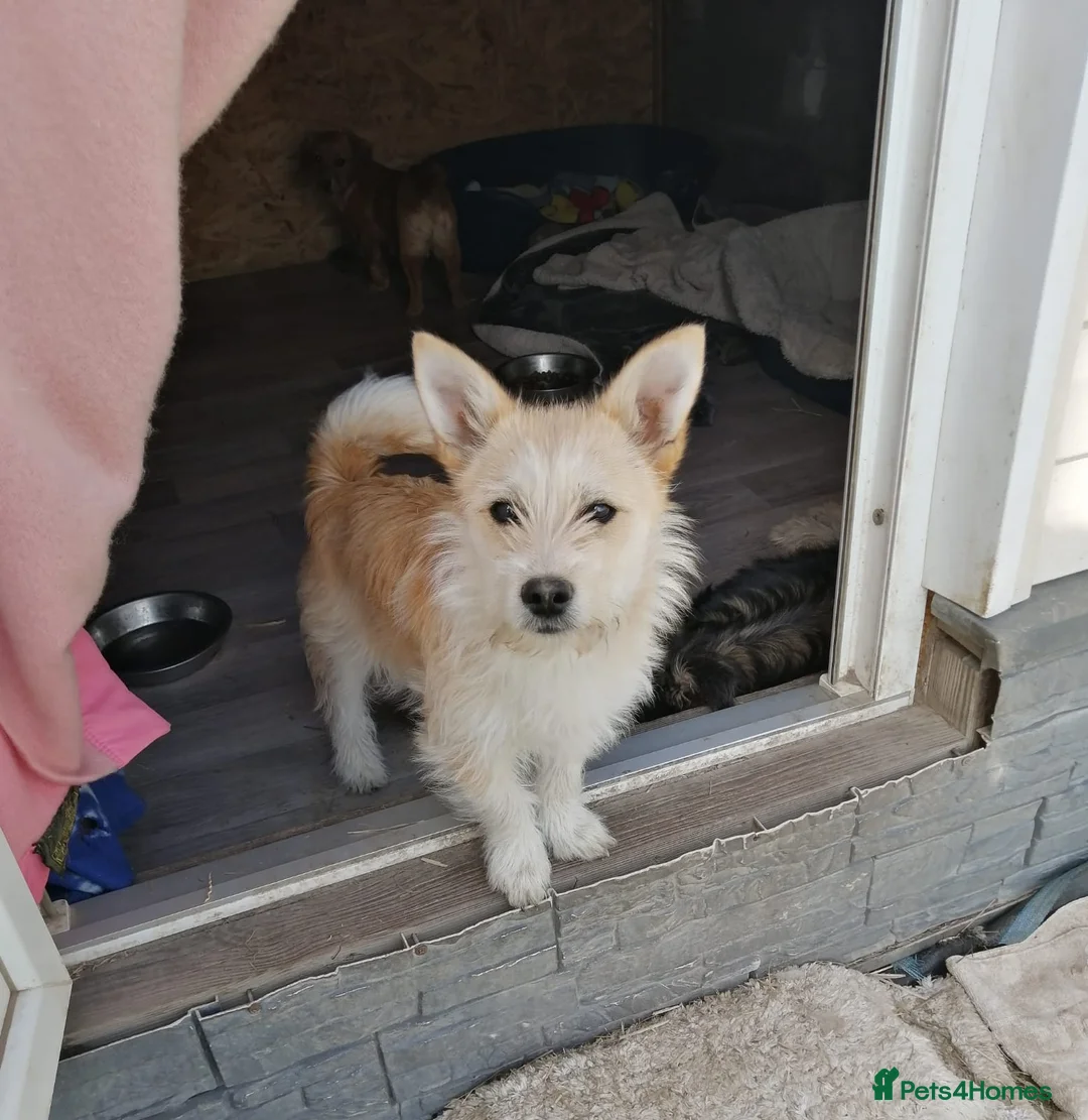Mixed Breed dogs for adoption: ❤️CINDY❤️ – SMALL BODY, STRONG LOVING CHARACTER - Advert 1