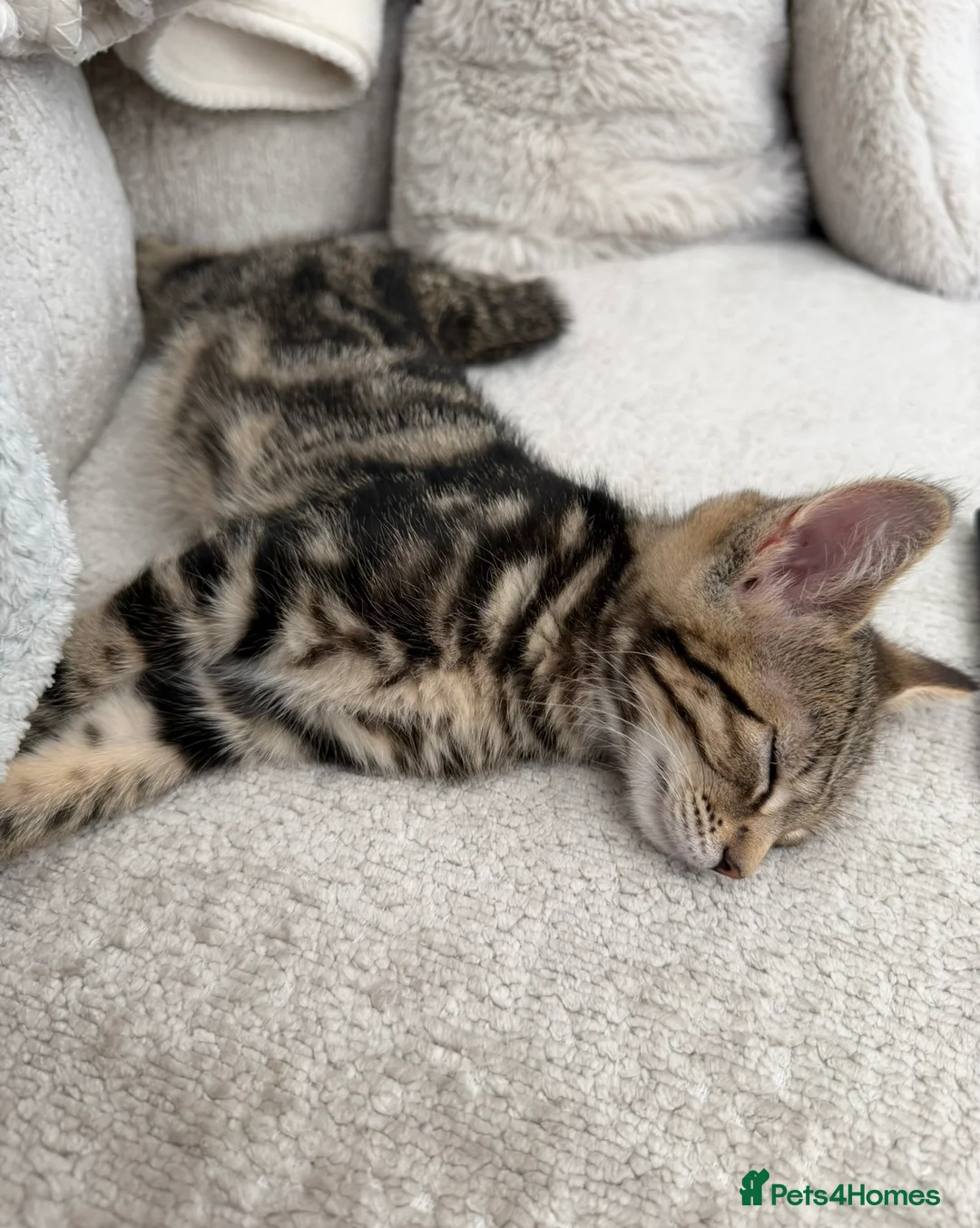 Mixed Breed cats for sale: Adorable mixed breed kitten  - Advert 2