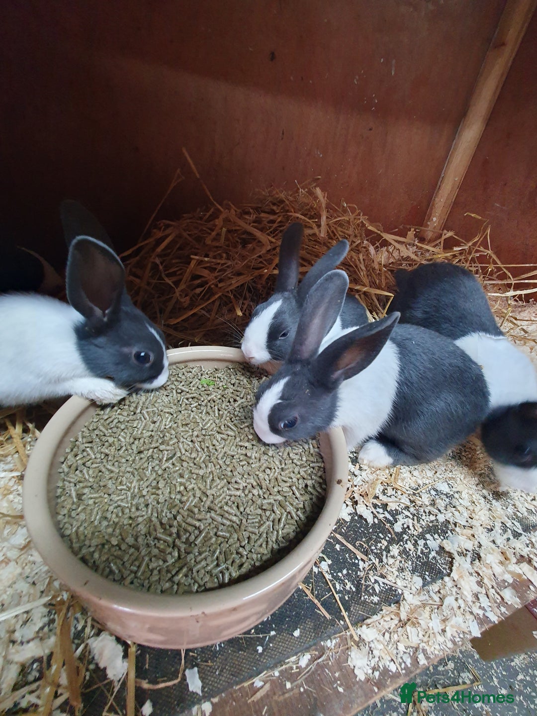 Dutch rabbits for sale: Dutch rabbits for sale  - Image 3