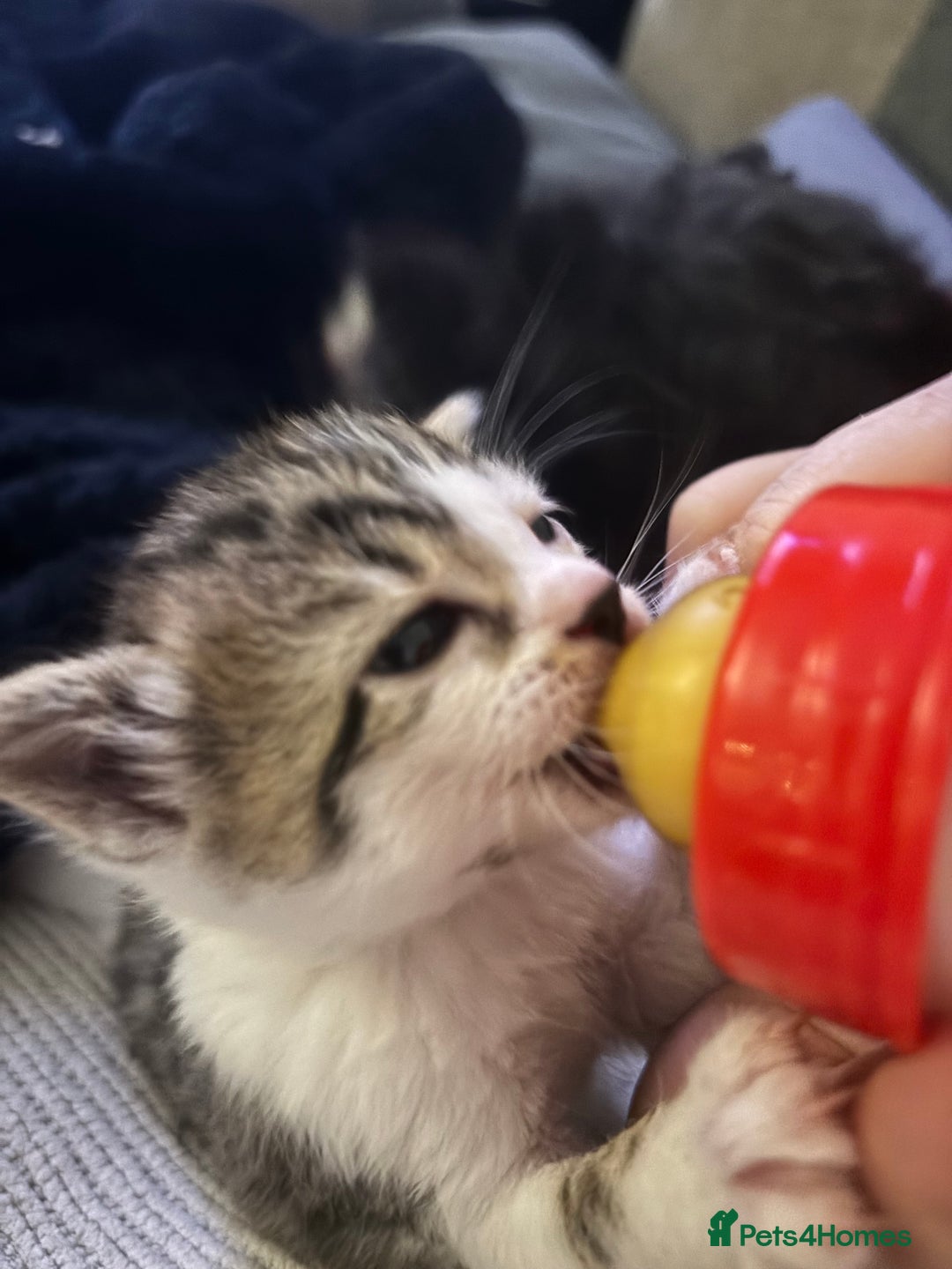 British Shorthair cats for sale: Four hand reared kittens Please read the info - Advert 21