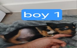 Chiweenie dogs for sale: Ready now 7 xsmall chiweenies fur babies  - Image 4