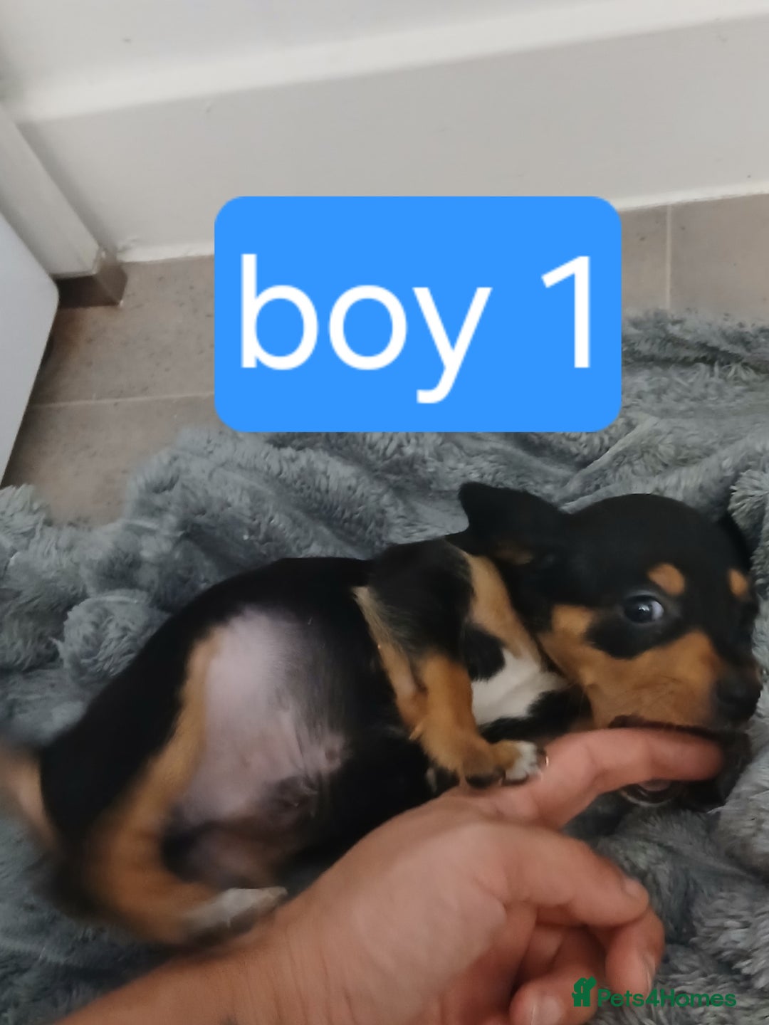 Chiweenie dogs for sale: Ready now 7 xsmall chiweenies fur babies  - Image 4