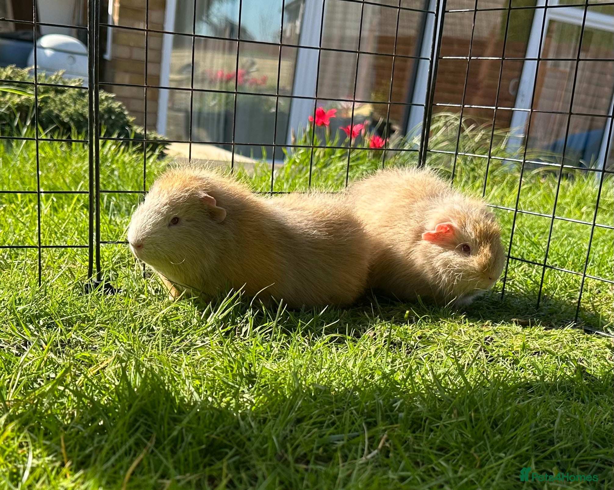 Guinea Pig rodents *REDUCED* Handsome Swiss boars (boys) - Advert 1