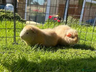 Guinea Pig rodents *REDUCED* Handsome Swiss boars (boys) - Advert 1