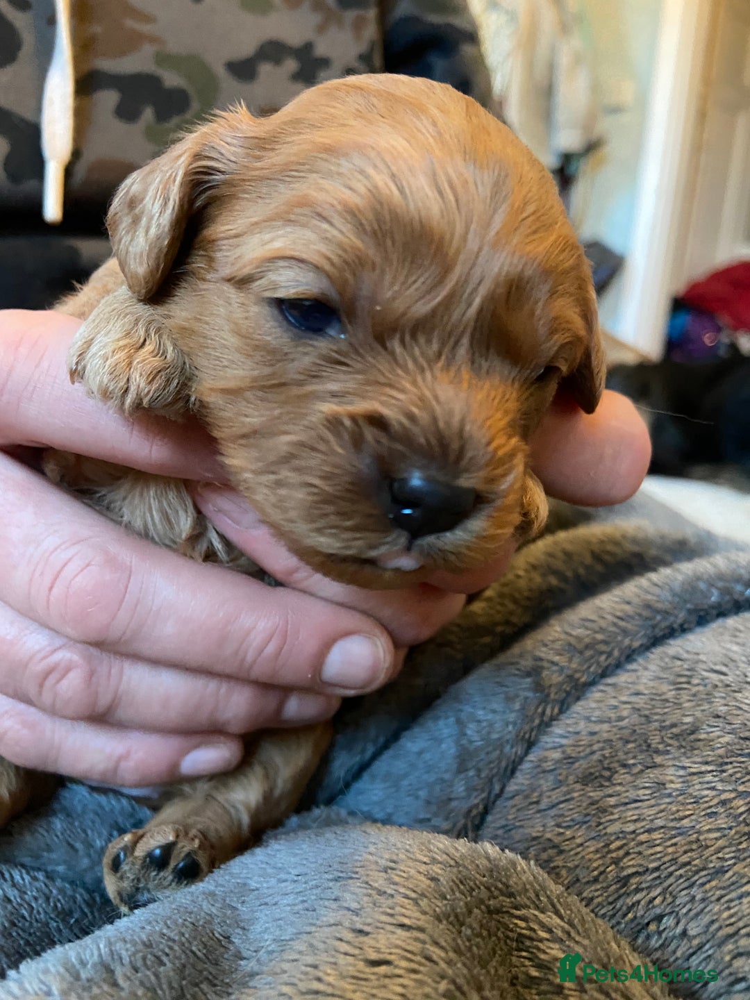 Cavapoo dogs for sale: Last 2 A1 Ruby/red Christmas Cavapoos 07816222523 in Derby - Image 14