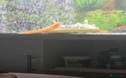 Plecos fish for sale: 4ft tank and fish  - Image 2