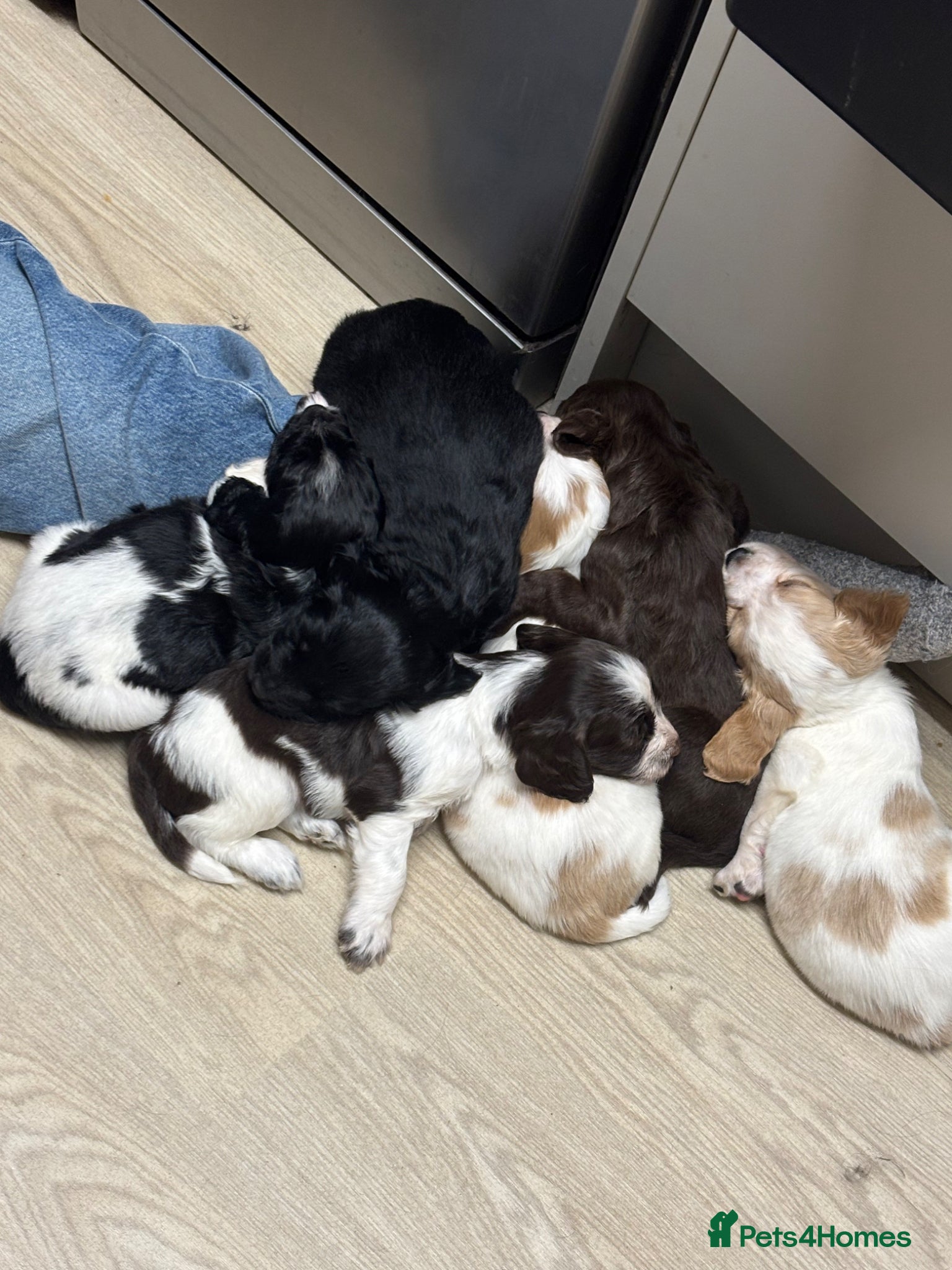Mixed Breed dogs 🐶 Stunning Sprockerpoo Puppies 🐶 - Advert 1