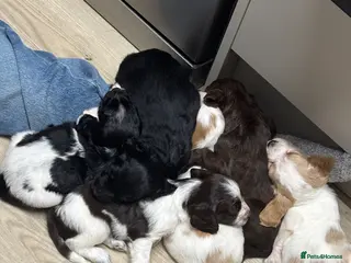 Mixed Breed dogs 🐶 Stunning Sprockerpoo Puppies 🐶 - Advert 1