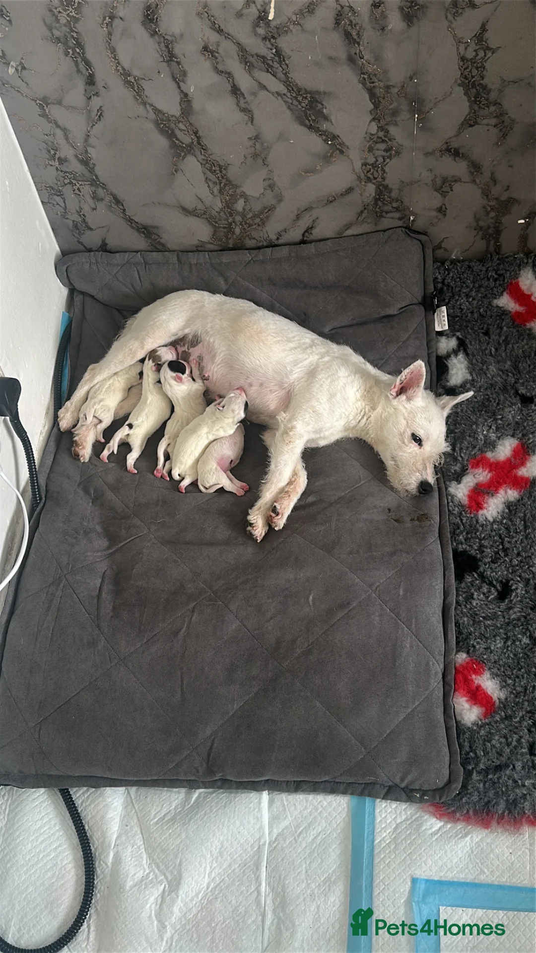 Jack Russell dogs for sale: Jack Russell pups  - Advert 11